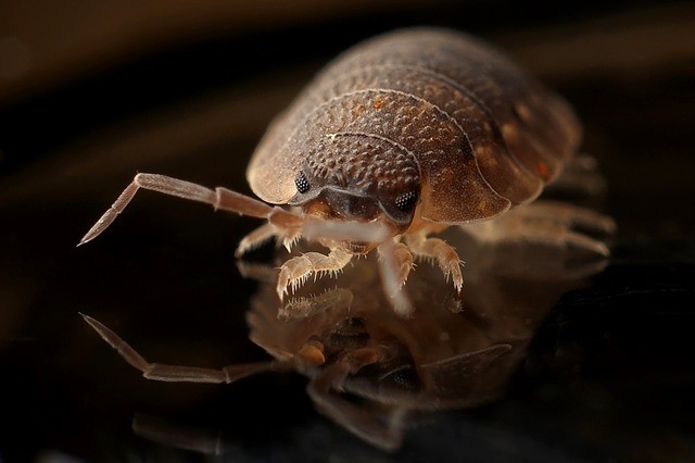 Types of pests in Kennan Wisconsin